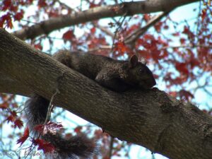 Grey Squirrel (black morph) Toronto Natural habitats